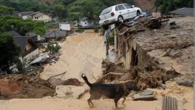 Projeto de proteção animal pede doações para animais do Litoral Norte