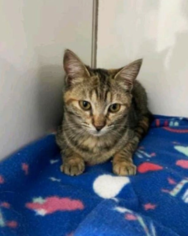 animais para adoção