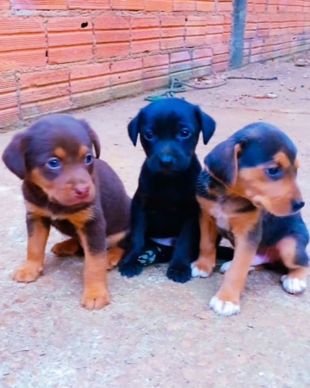 animais para adoção