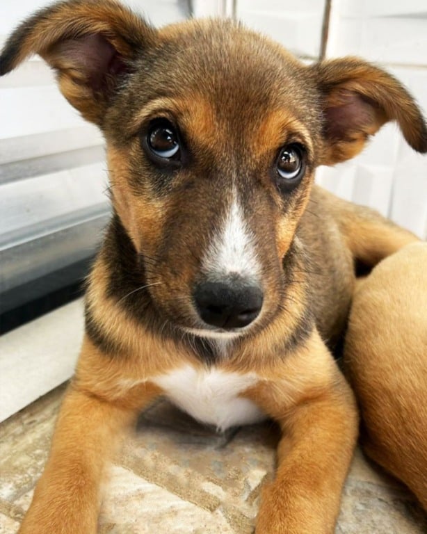 animais para adoção