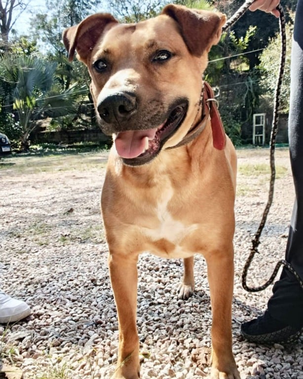 animais para adoção