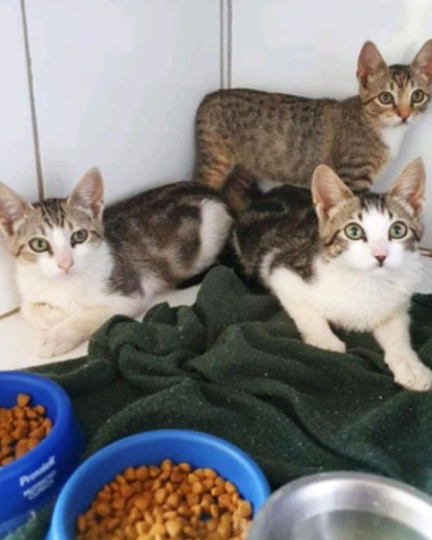 animais para adoção