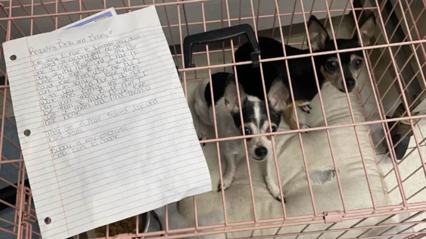 Filhotes de cachorro abandonados em abrigo