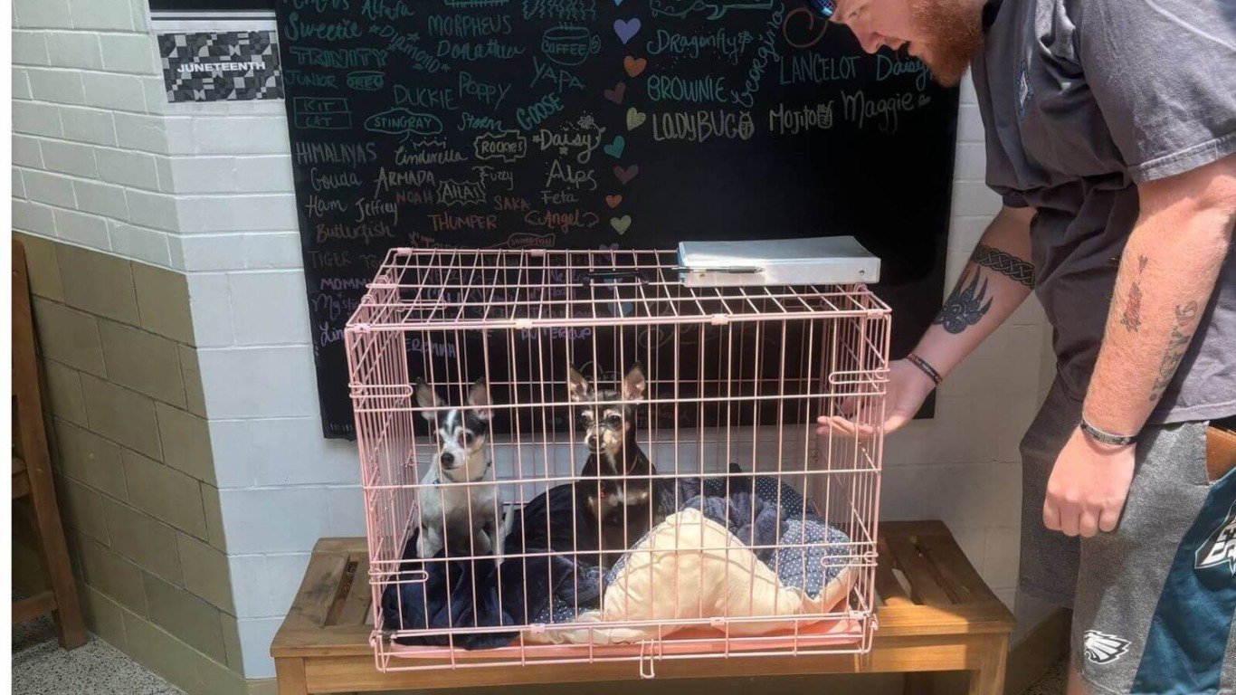 Filhotes de cachorro abandonados em abrigo