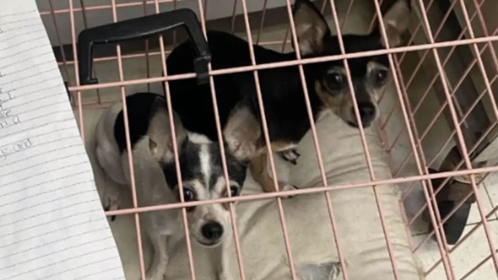 Filhotes de cachorro abandonados em abrigo