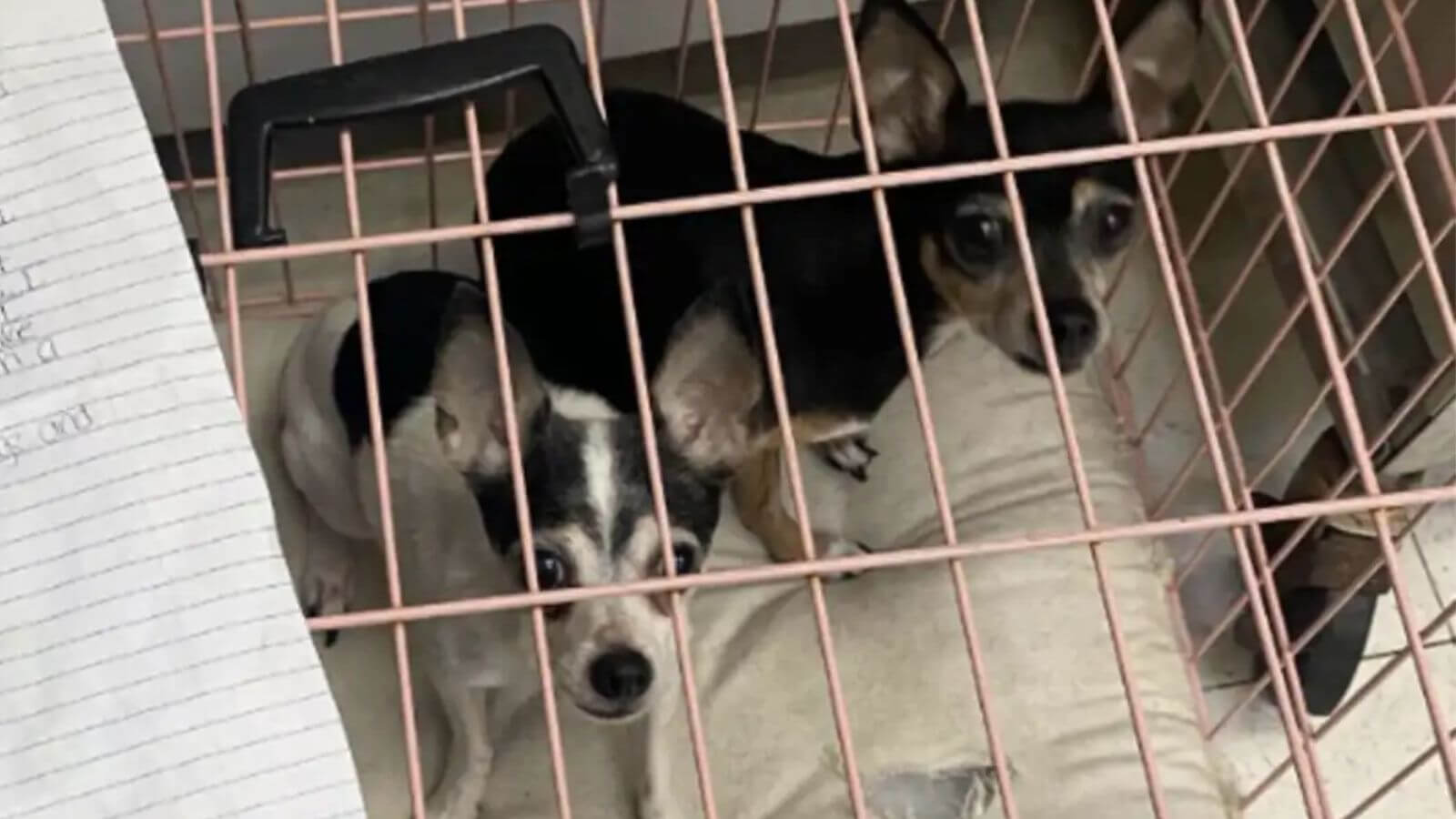 Filhotes de cachorro abandonados em abrigo