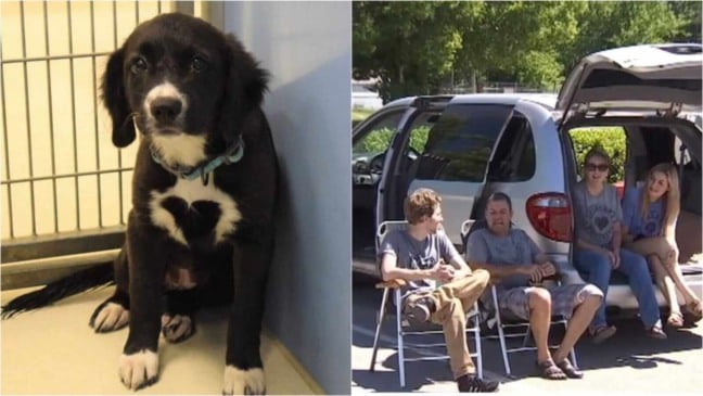 Cachorro e pessoas esperando em carro
