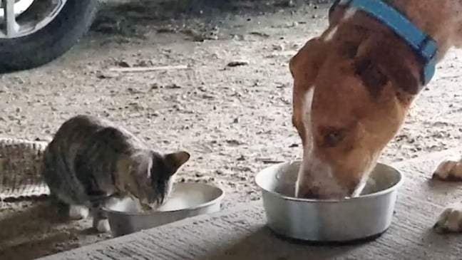 Roman e seu novo filho