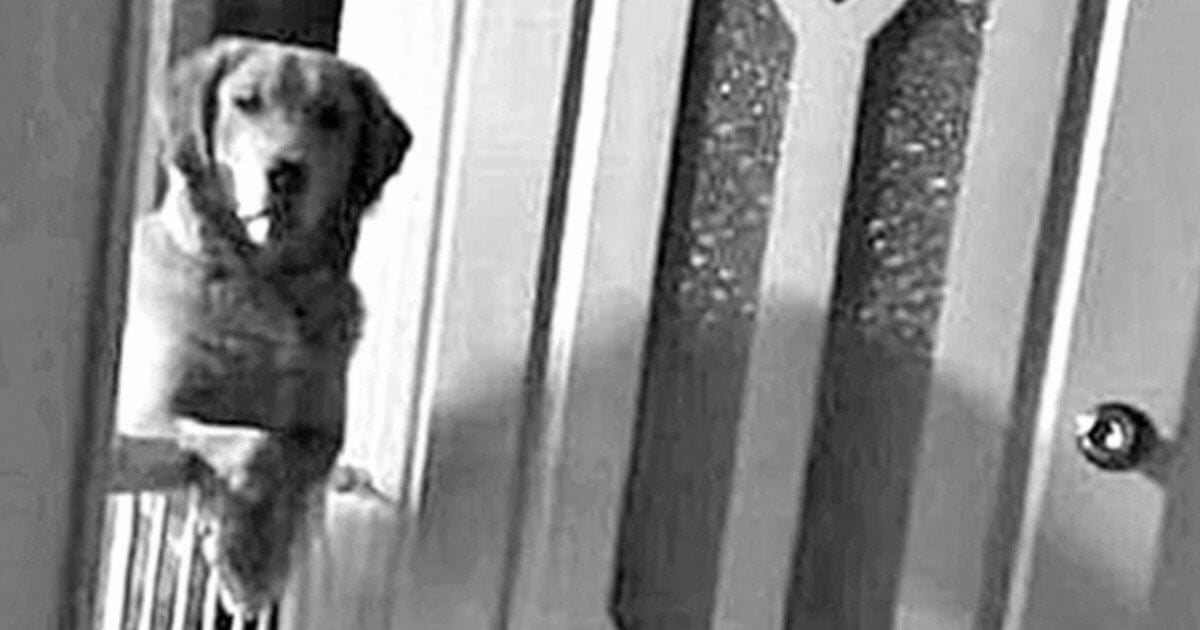 Imagem de câmera de cachorro em porta de quarto