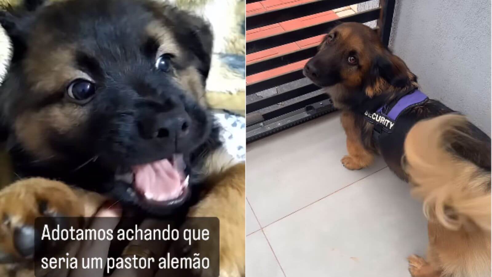Família adota filhote de cachorro 'pastor alemão' tem surpresa quando o pet cresce