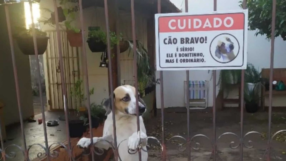 Cachorro em portão com placa Cachorro em portão com placa
