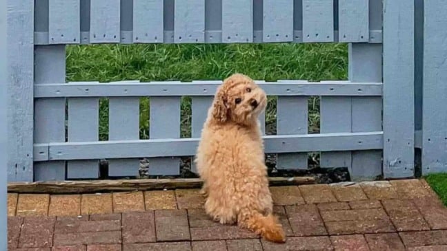 Cachorro sorrindo em frente à cerca