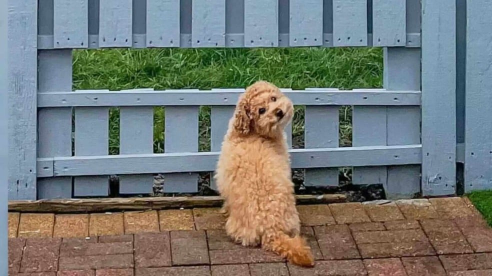 Cachorro sorrindo em frente à cerca