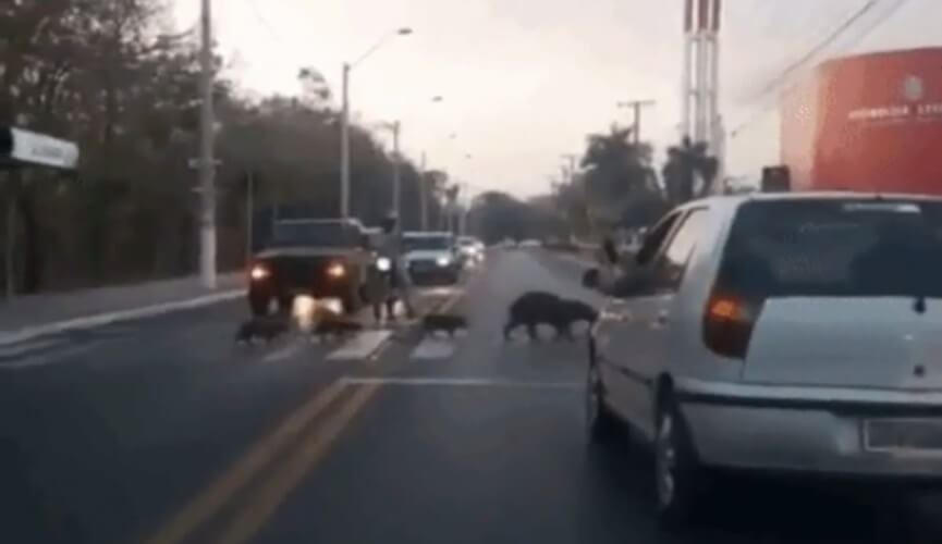 Família de capivara atravessa avenida em MT