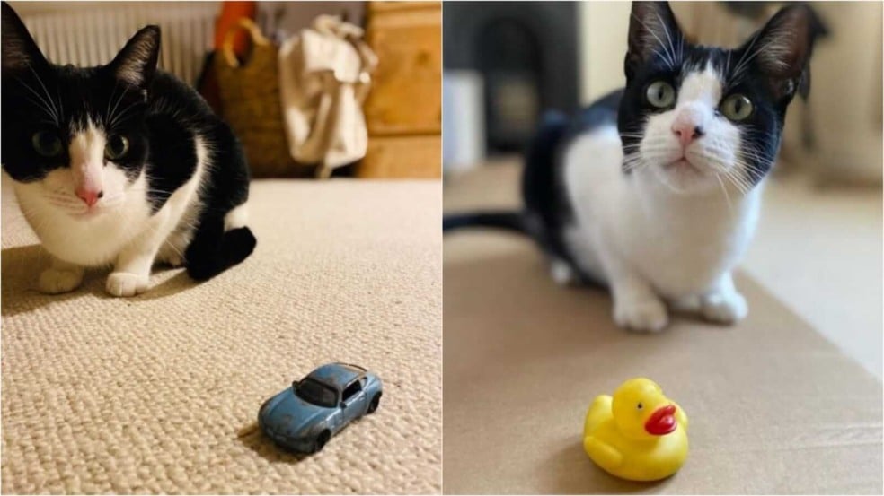 Gato ao lado de brinquedos