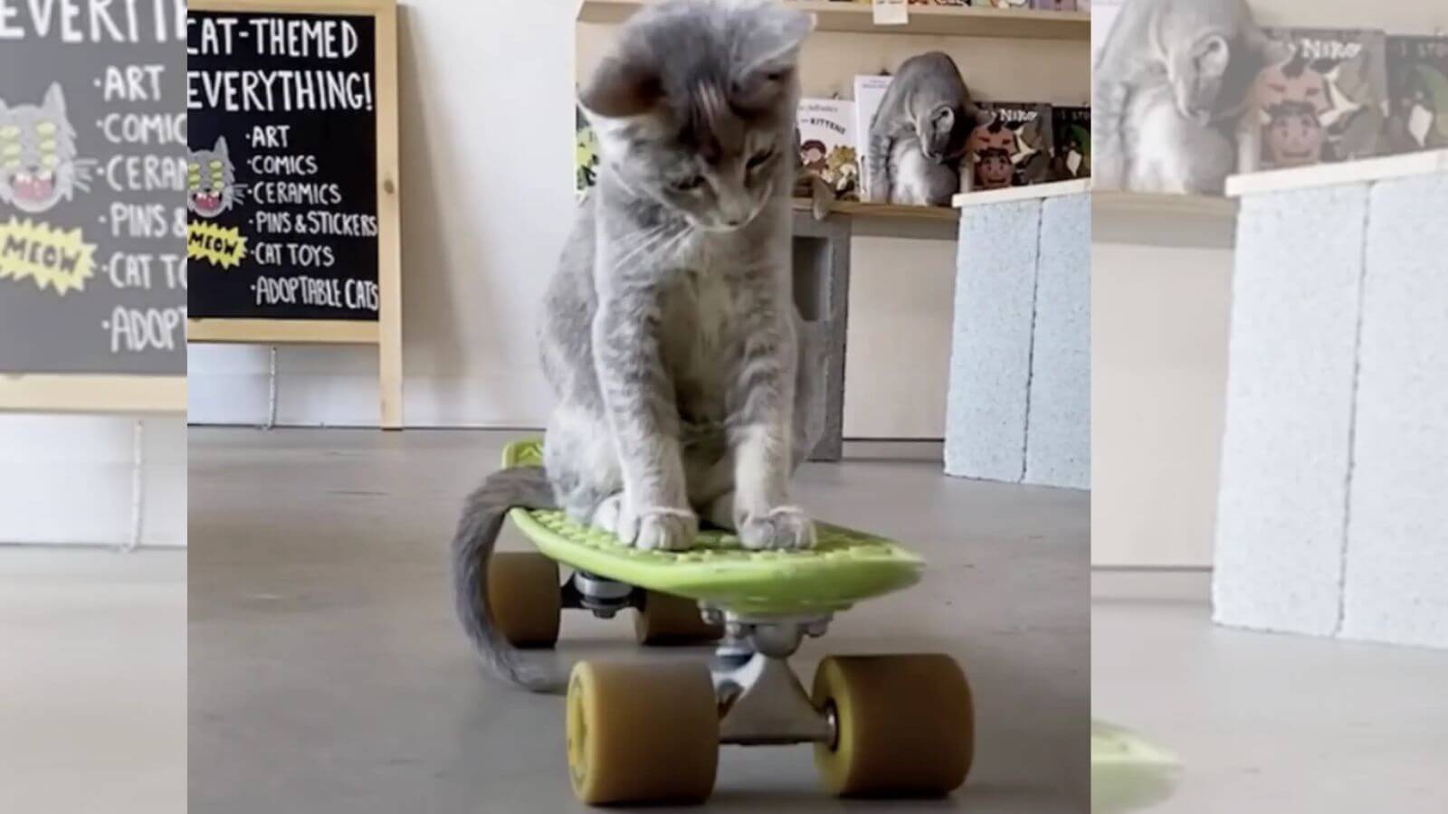 Gato em skate