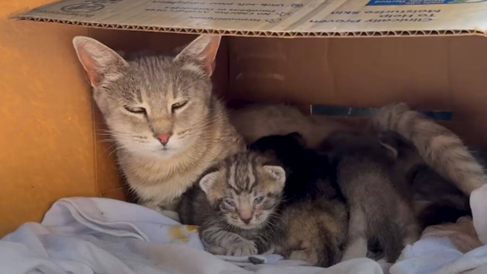 Família de gatos em caixa