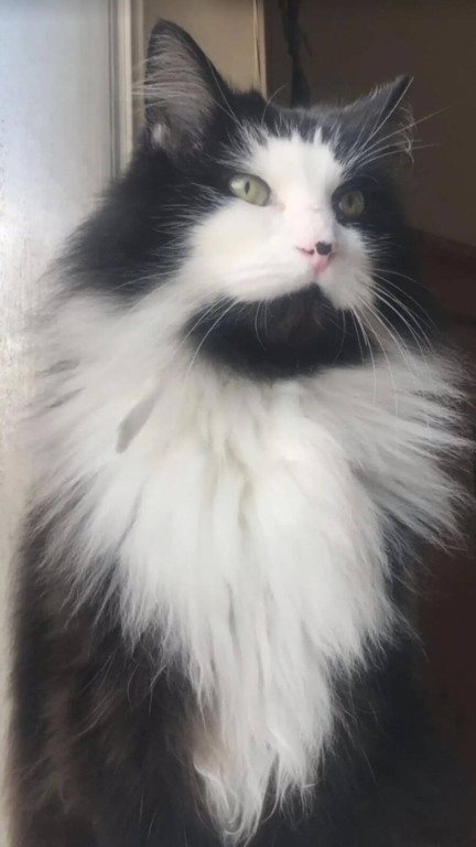 Gato preto e branco sentado