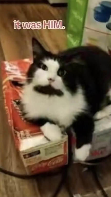 Gato preto e branco deitado em livros