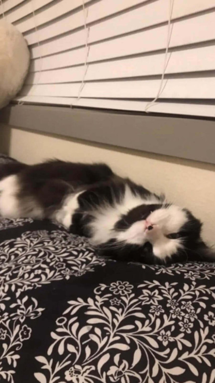 Gato preto e branco deitado