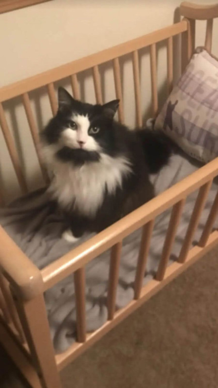 Gato preto e branco sentado em berço