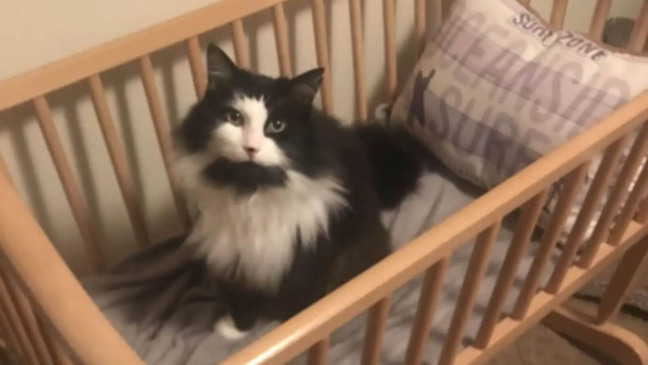 Gato preto e branco sentado em berço