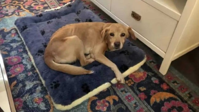 Cachorro deitado em caminha