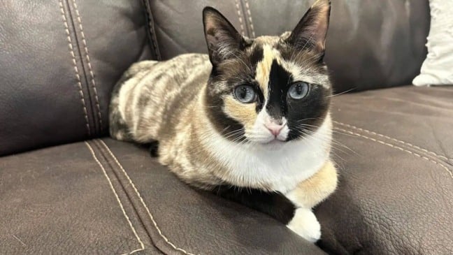 Foto: Reprodução/Carrie Clark/The Dodo