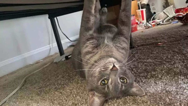 Gato debaixo de cama