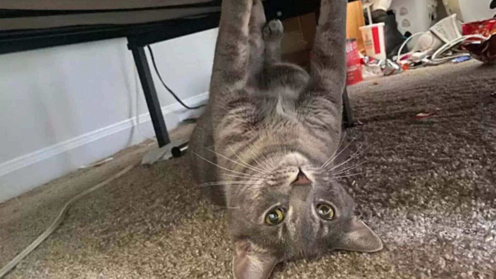 Gato debaixo de cama