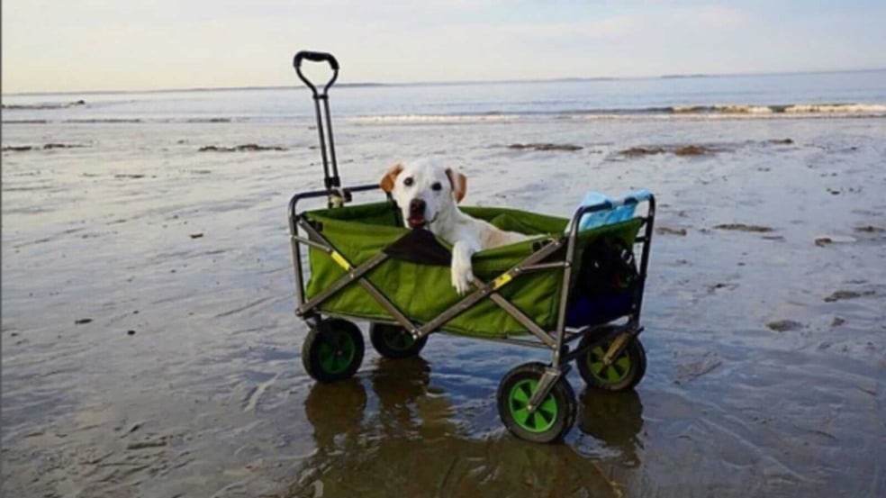 Cachorro em carrinho na praia