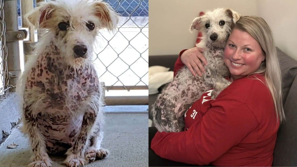 Foto: Reprodução/Muttville Senior Dog Rescue/The Dodo