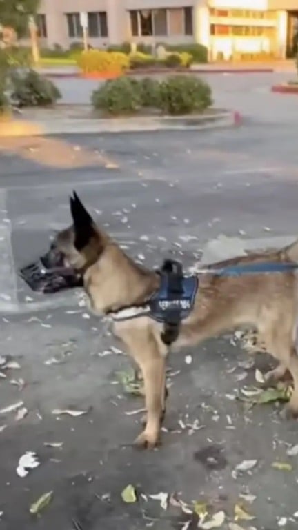 Cachorro abandonado em árvore