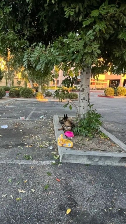 Cachorro abandonado em árvore