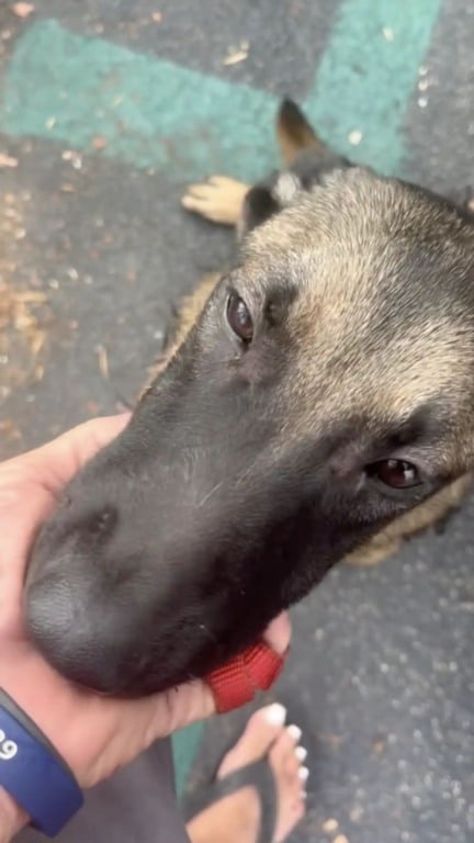 Cachorro abandonado em árvore