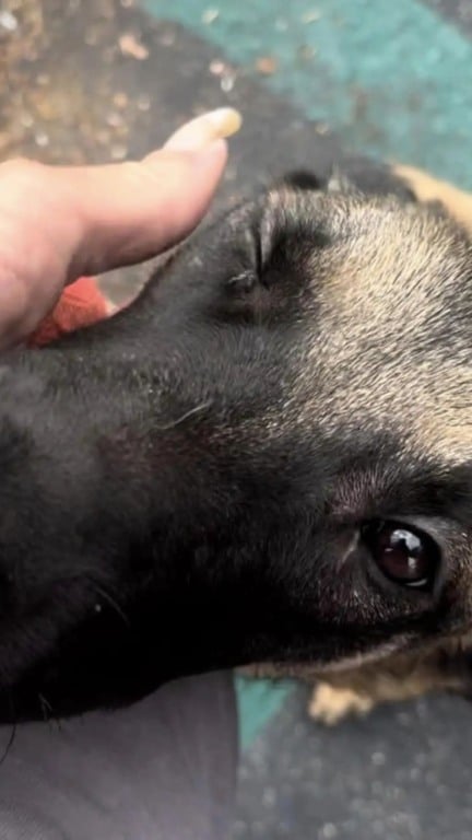 Cachorro abandonado em árvore