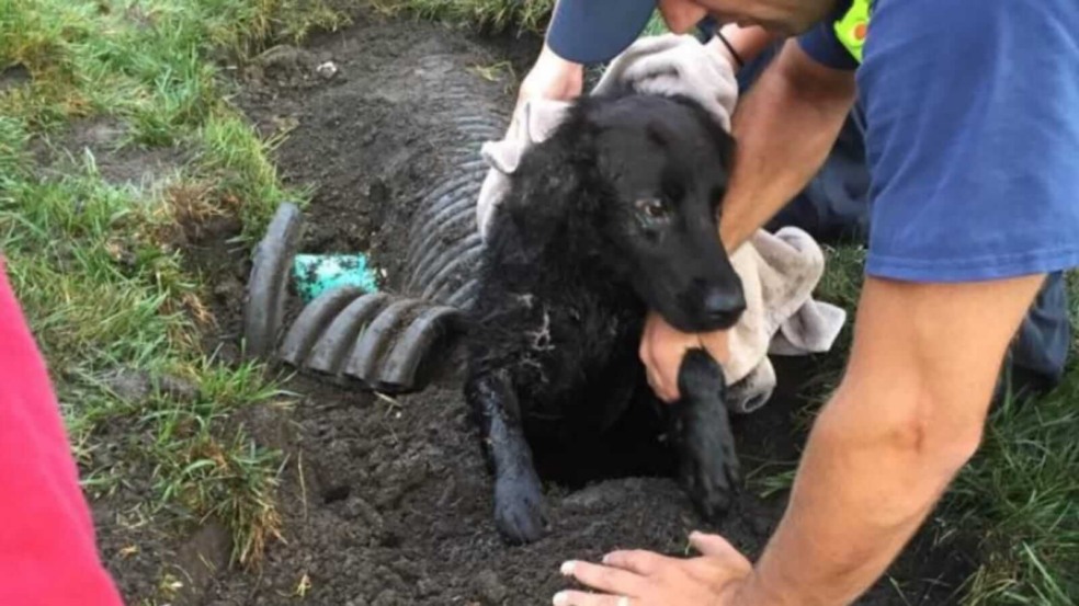 Cachorro saindo de bueiro