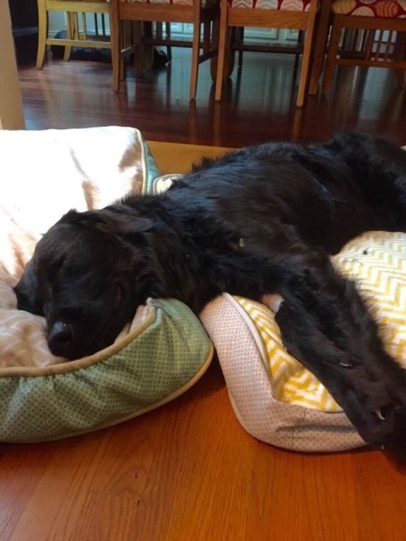 Cachorro preto deitado