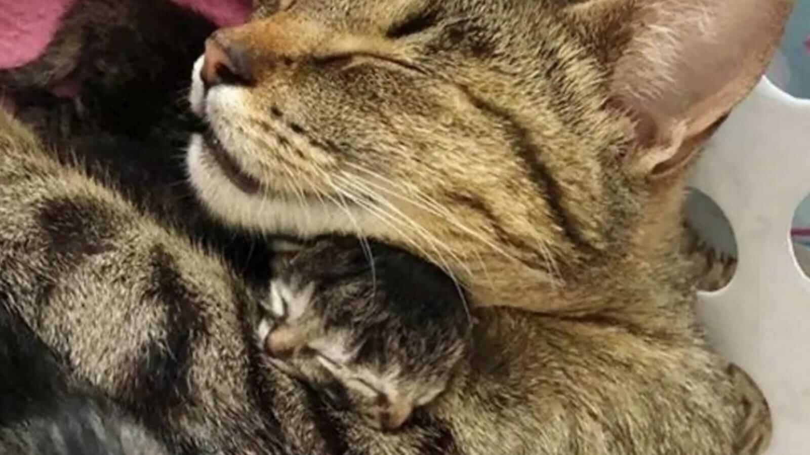 Gata com filhote de duas faces