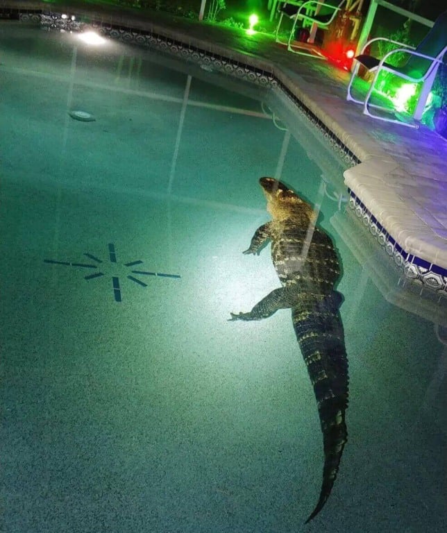 Crocodilo dentro da piscina