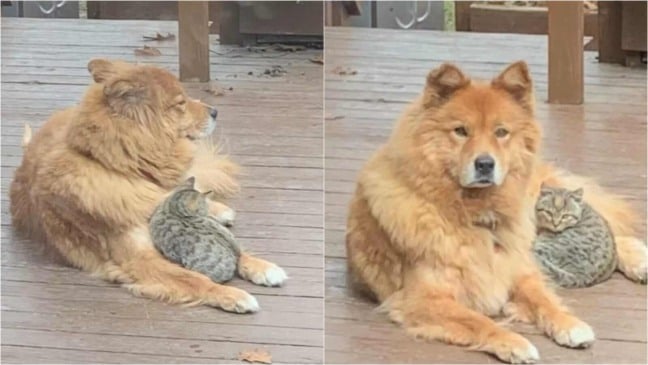 Cachorro deitado com gatinho