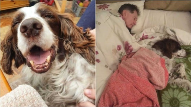 Cachorro deitado com homem em sofá