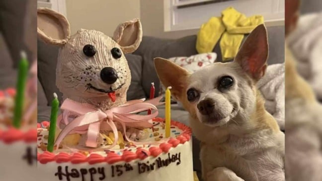 Cachorro ao lado de bolo de aniversário