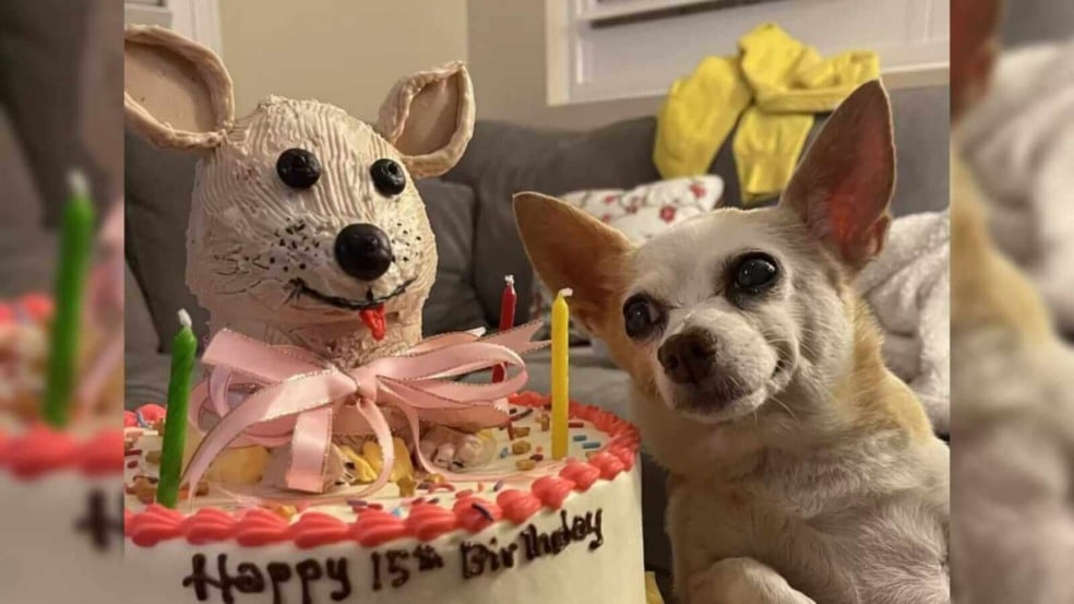 Cachorro ao lado de bolo de aniversário