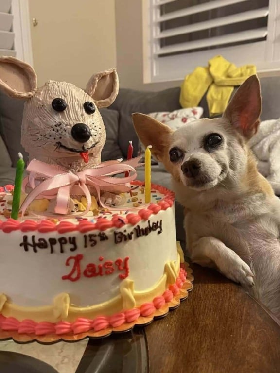 Cachorro ao lado de bolo de aniversário
