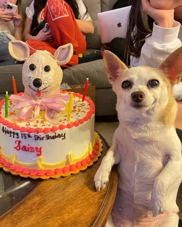 Cachorro ao lado de bolo de aniversário