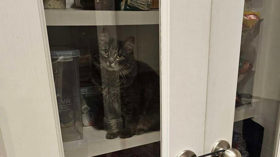 Família tenta deixar gata fora da despensa, mas descobre que o bichano é ‘ilusionista’