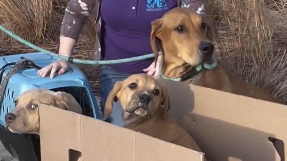 Foto: Reprodução/Instagram/SPCA