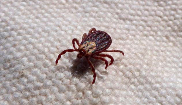 febre maculosa época de cuidados