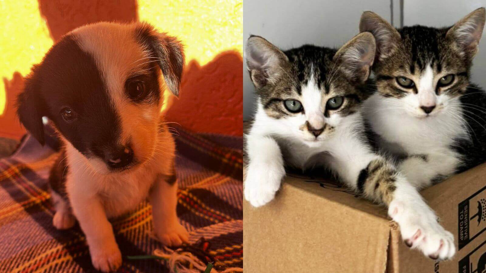 Filhote de cachorro e filhotes de gato em feira de adoção de animais em Jundiaí